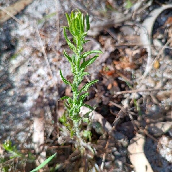 Sheepbit (Jasione montana)