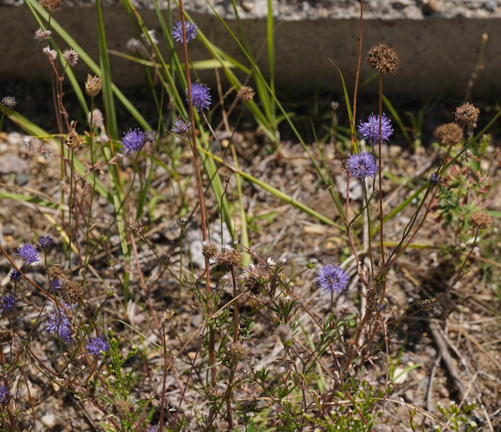 Sheepbit (Jasione montana)