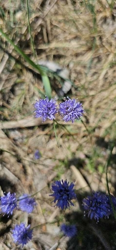 Sheepbit (Jasione montana)