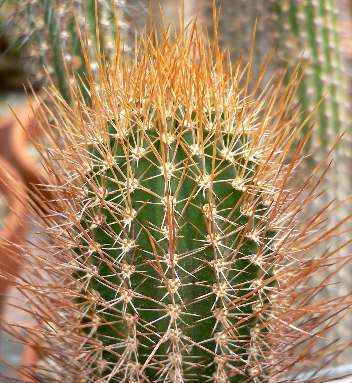 Cactus: Photo of Jasminocereus galapagensis at the University of California Botanical Garden
