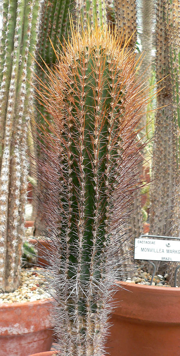 Cactus: Photo of Jasminocereus galapagensis at the University of California Botanical Garden