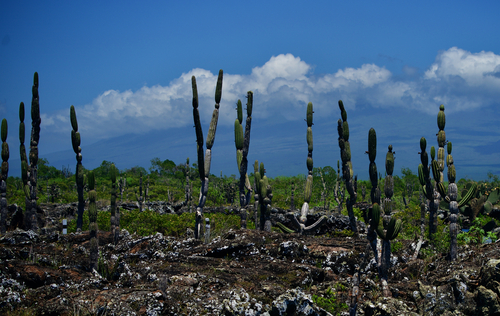 Cactus (Jasminocereus thouarsii)