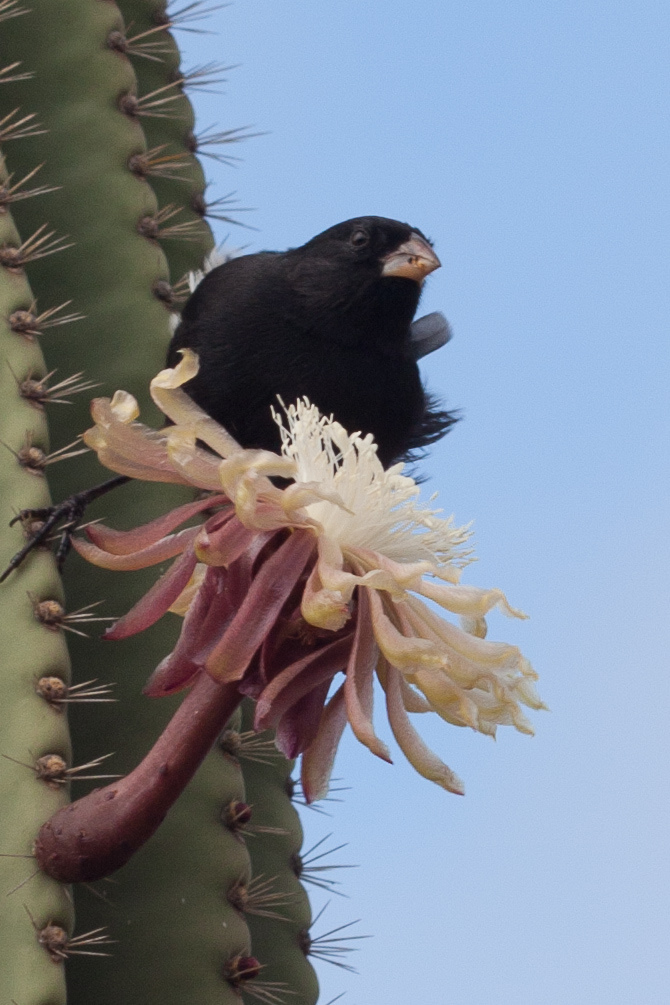 Cactus: Jasminocereus thouarsii var. thouarsii