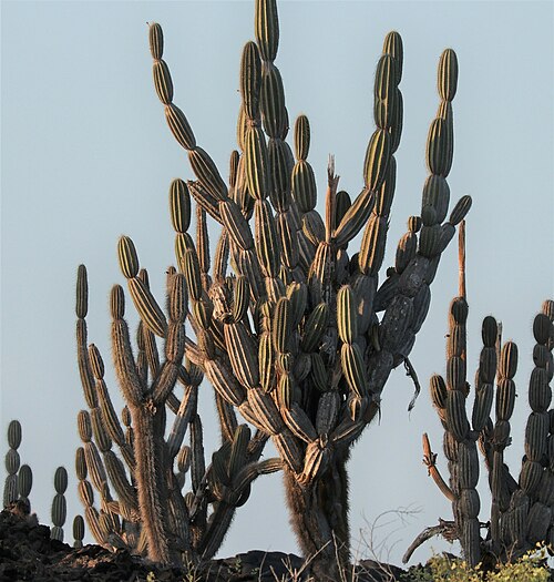 Cactus: Candelabra cactus ( Jasminocereus thouarsii ) in Ecuador