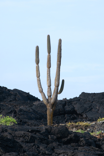 Cactus (Jasminocereus thouarsii)