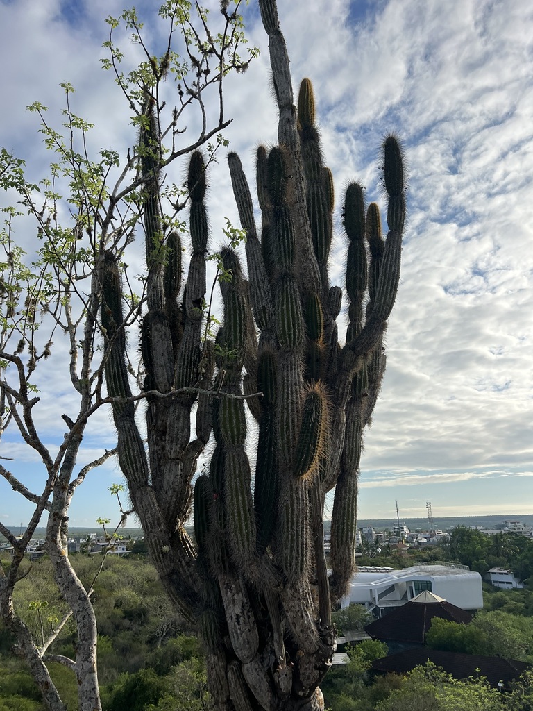 Cactus (Jasminocereus thouarsii)
