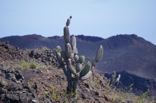Cactus (Jasminocereus thouarsii)