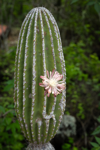 Cactus (Jasminocereus thouarsii)