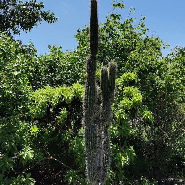 Cactus (Jasminocereus thouarsii)