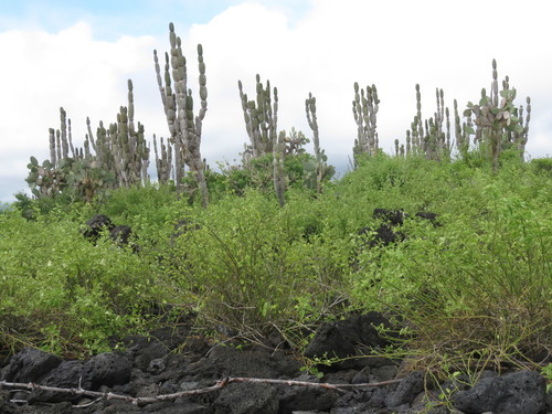 Cactus (Jasminocereus thouarsii)