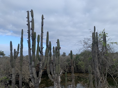 Cactus (Jasminocereus thouarsii)