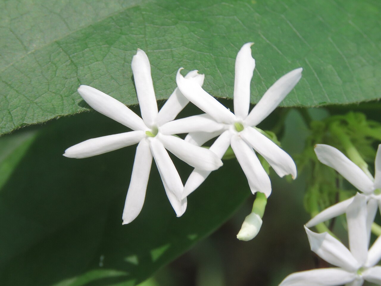 Jasminum coarctatum: Photos by Vinayaraj