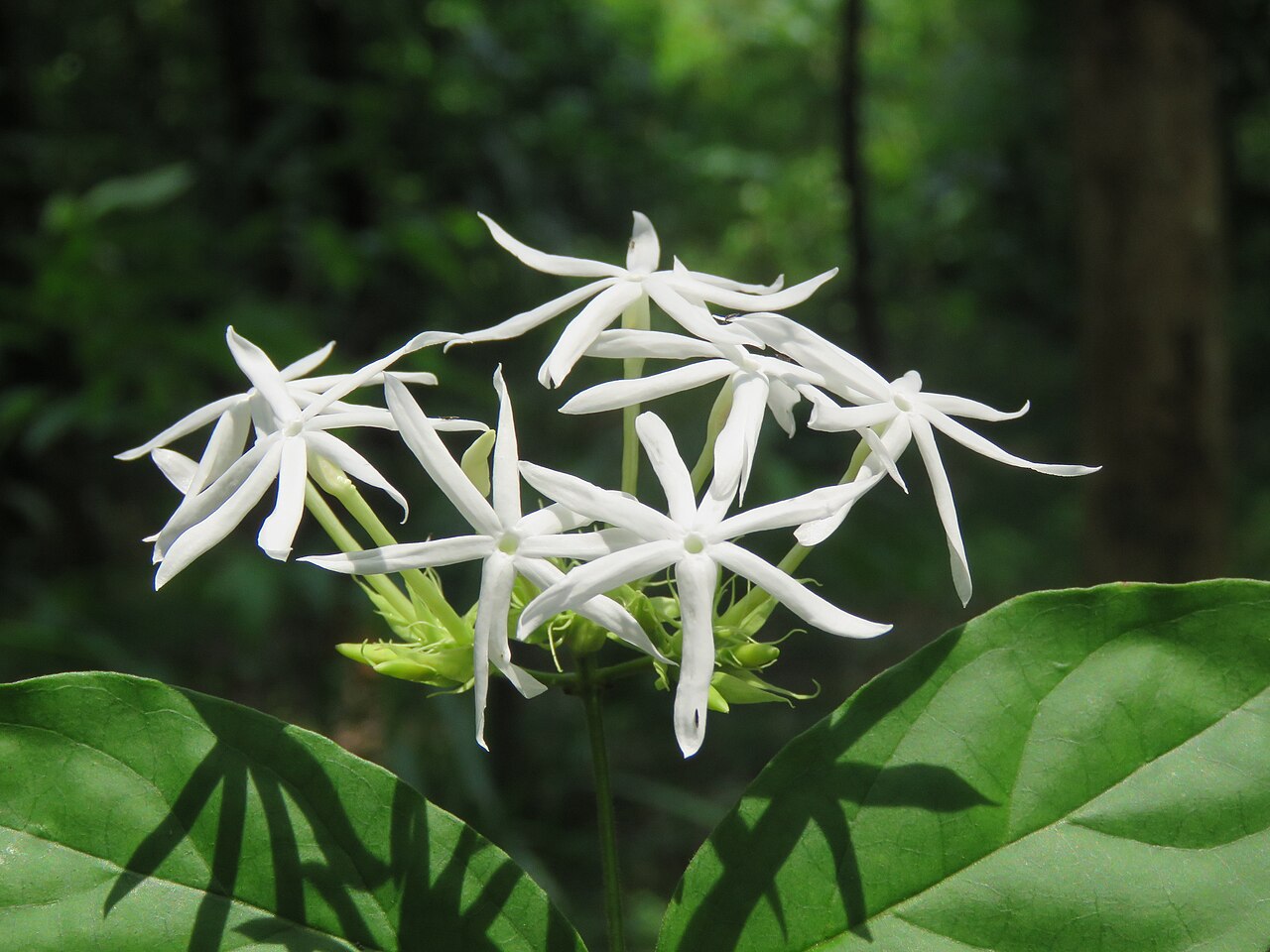 Jasminum coarctatum: Photos by Vinayaraj