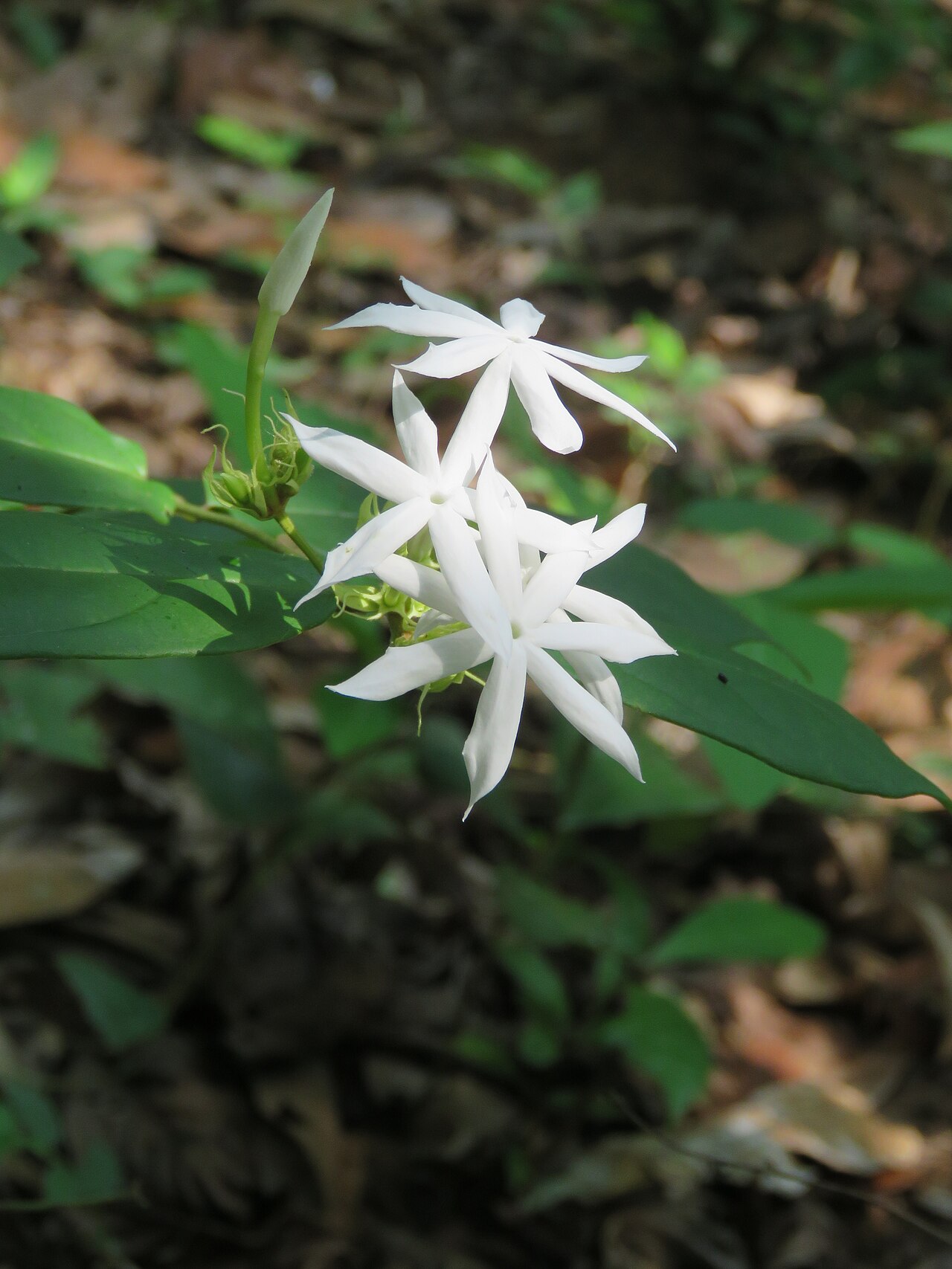 Jasminum coarctatum: Photos by Vinayaraj