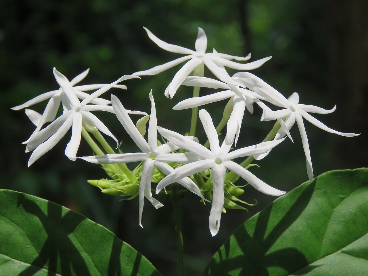 Jasminum coarctatum: Photos by Vinayaraj