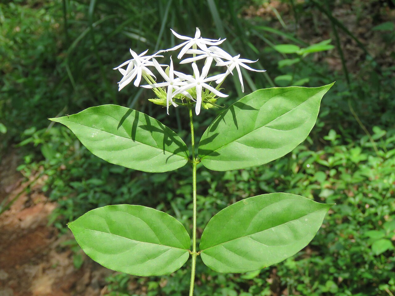 Jasminum coarctatum: Photos by Vinayaraj