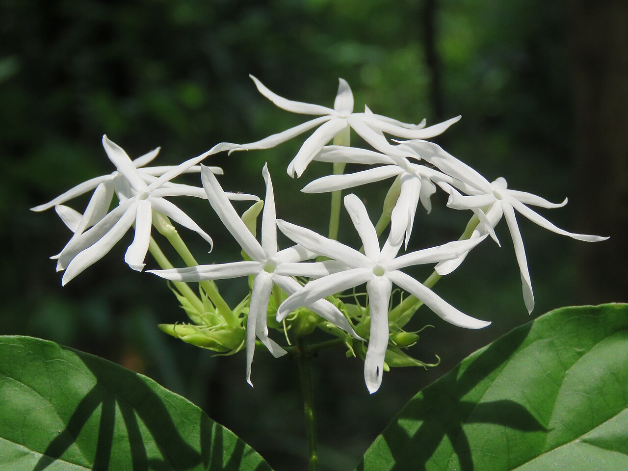 Jasminum coarctatum: Photos by Vinayaraj