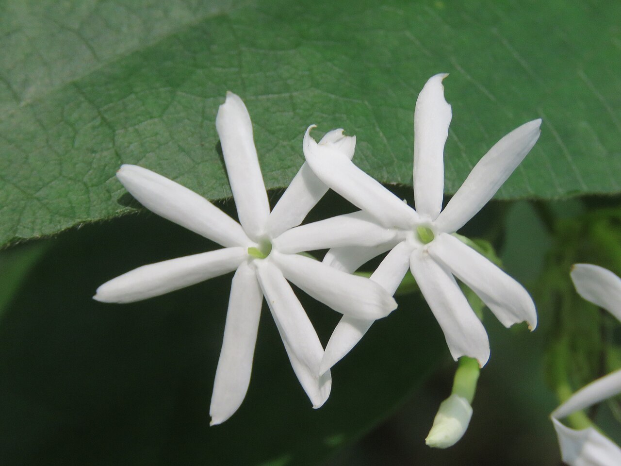 Jasminum coarctatum: Photos by Vinayaraj