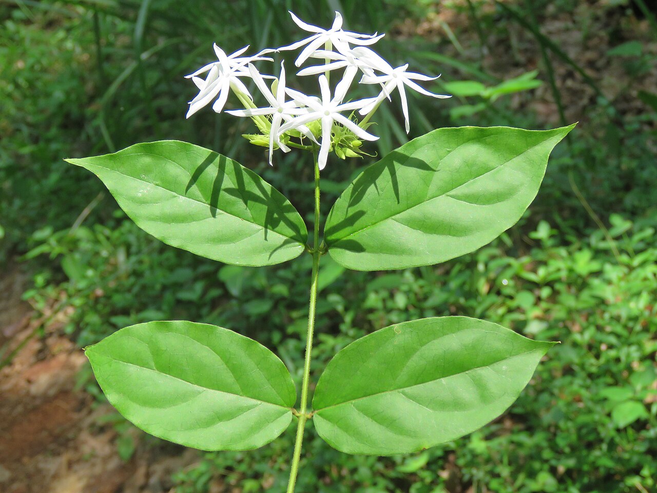 Jasminum coarctatum: Photos by Vinayaraj