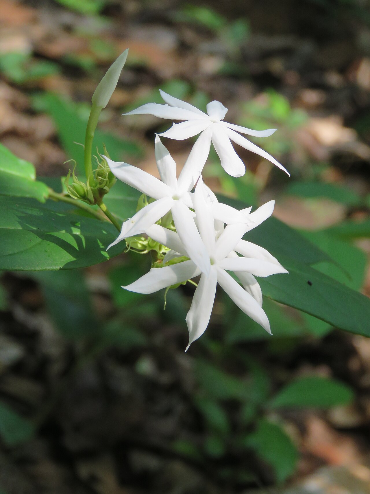 Jasminum coarctatum: Photos by Vinayaraj