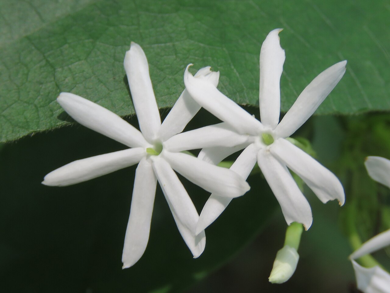 Jasminum coarctatum: Photos by Vinayaraj