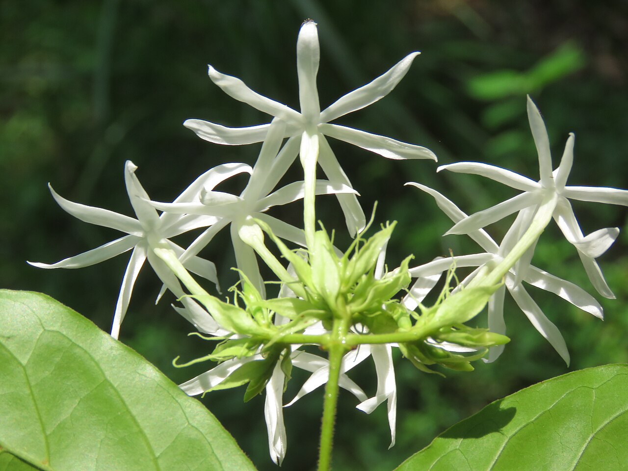 Jasminum coarctatum: Photos by Vinayaraj