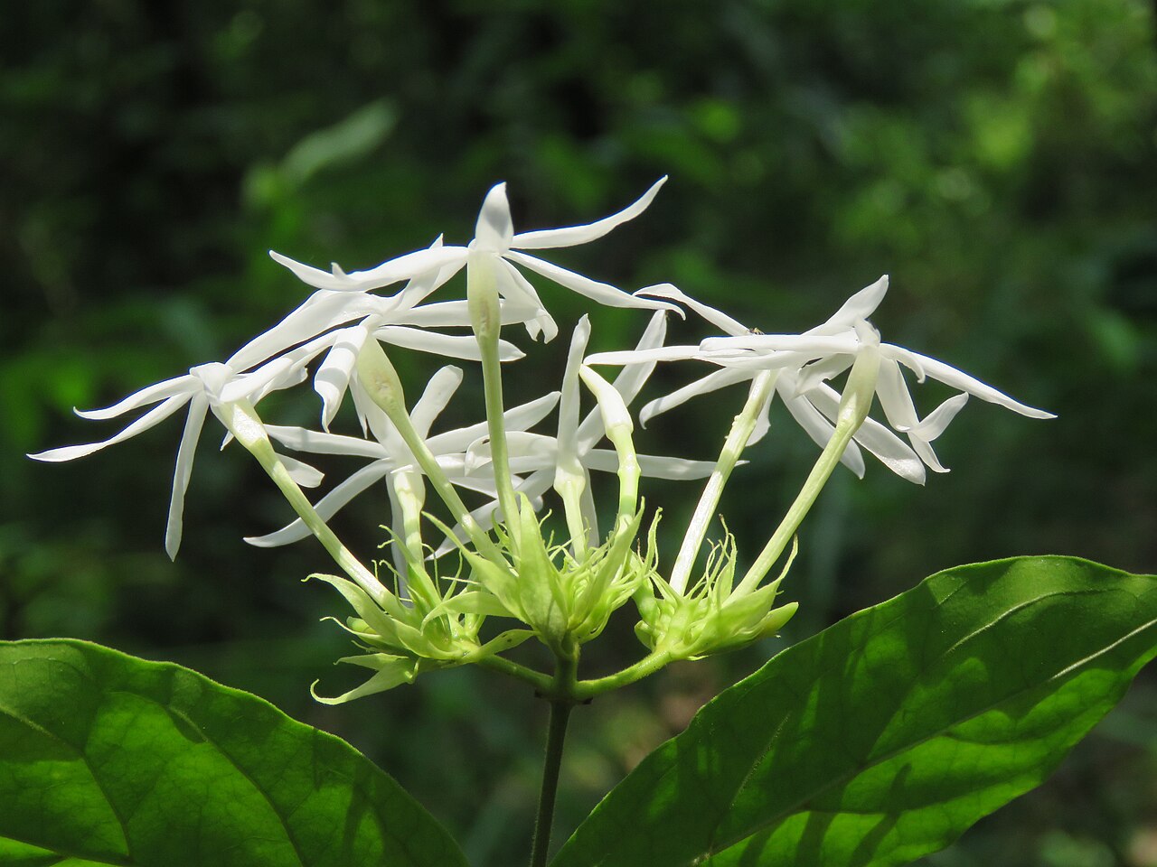 Jasminum coarctatum: Photos by Vinayaraj