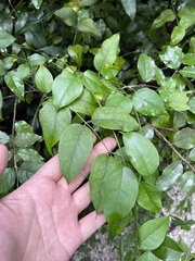 Gold Coast jasmine (Jasminum dichotomum)