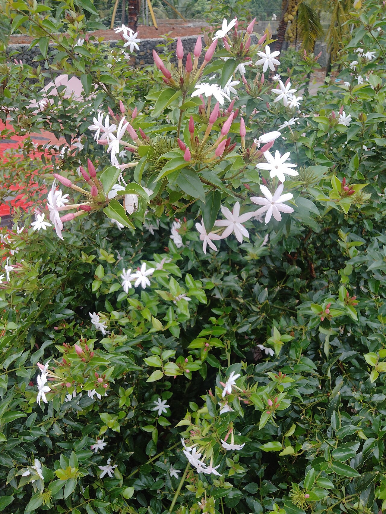 Gold Coast jasmine: Jasminium dichotomum, the Gold Coast jasmine, is a species of jasmine, in the family Oleaceae.
