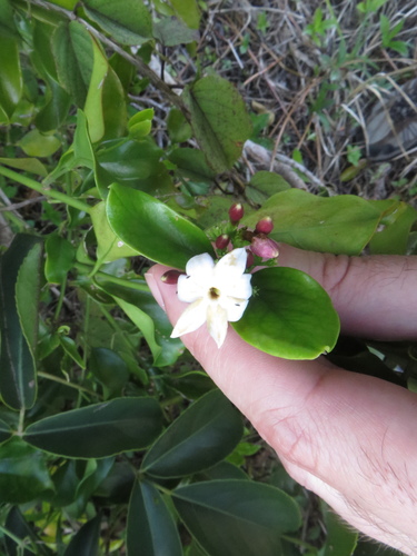 Gold Coast jasmine (Jasminum dichotomum)