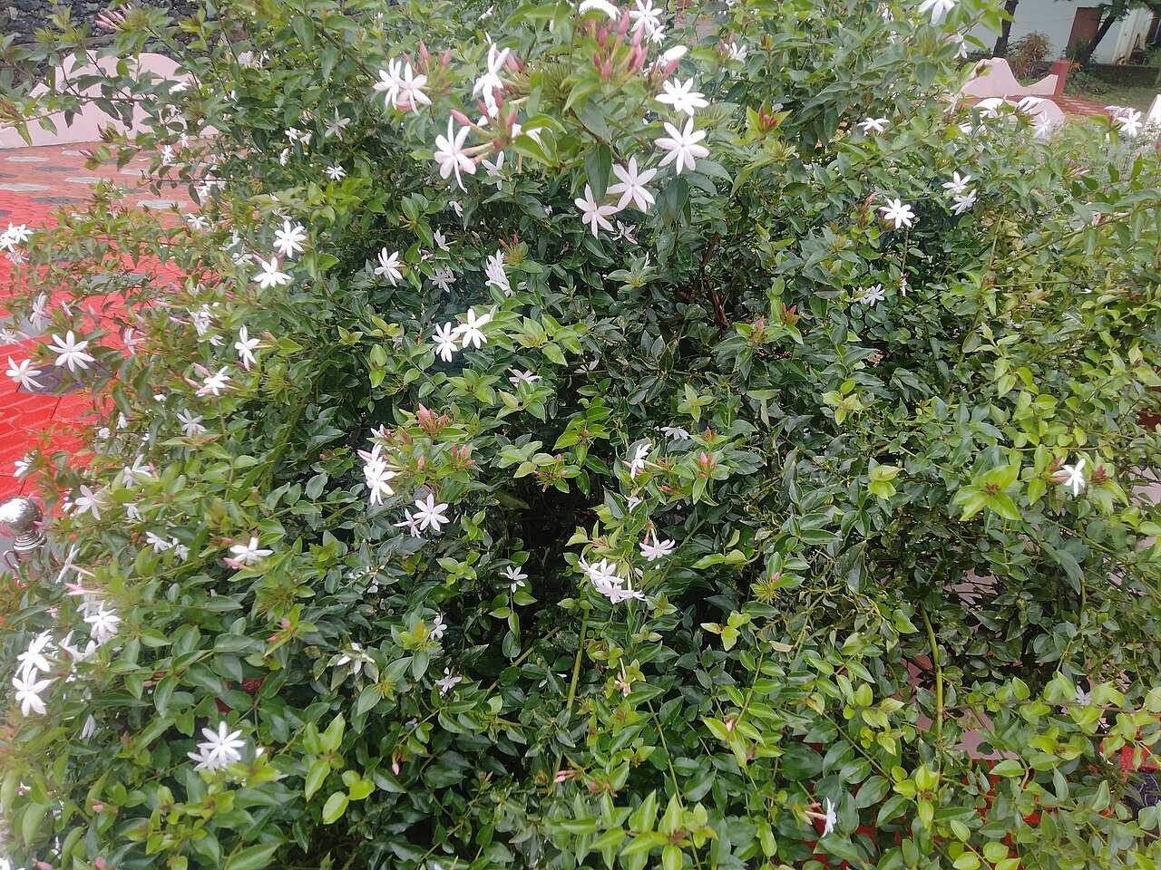 Gold Coast jasmine: Jasminium dichotomum, the Gold Coast jasmine, is a species of jasmine, in the family Oleaceae.