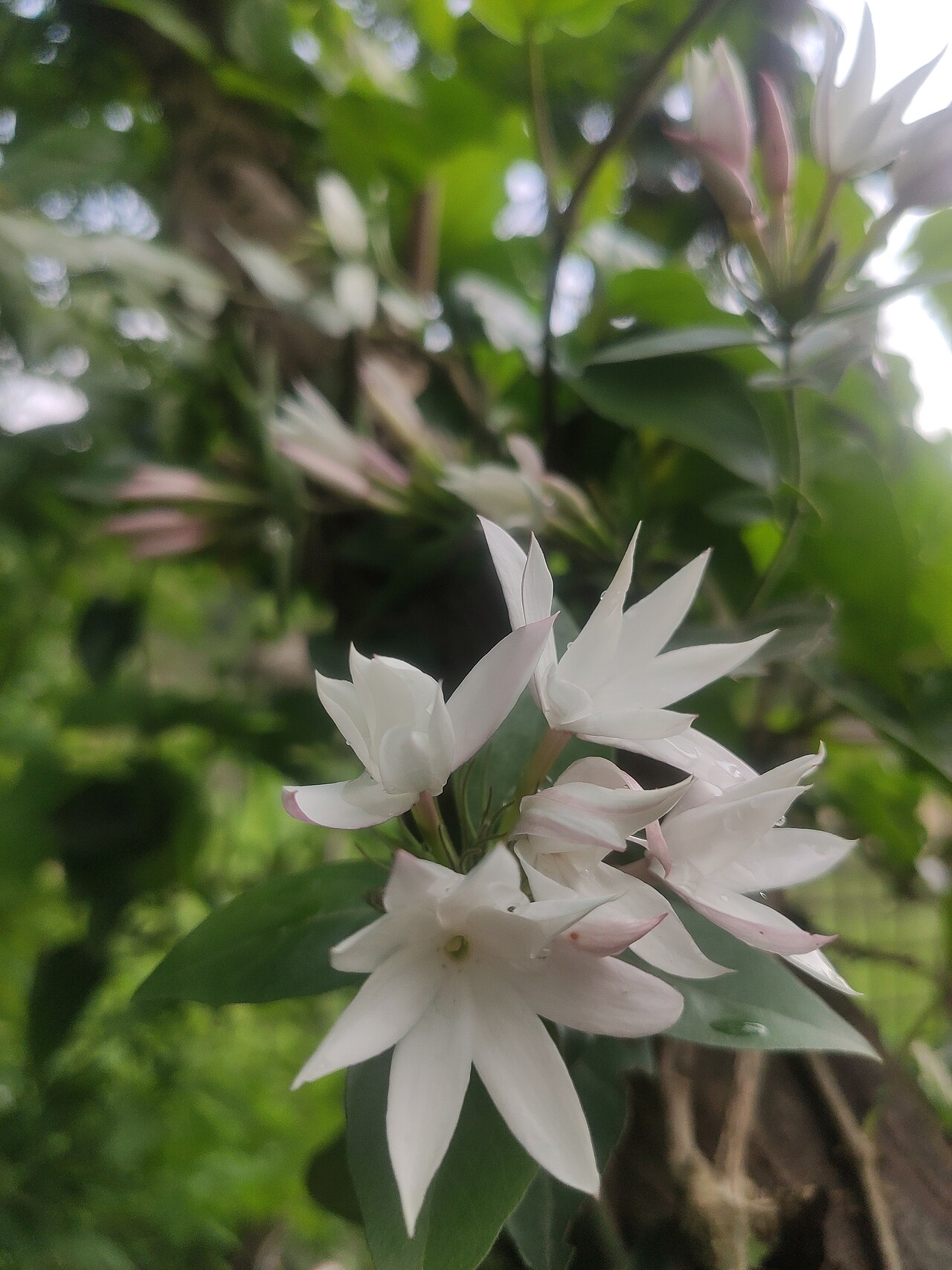 Gold Coast jasmine: A kind of Jasmine flower which in Assam is called 'Akhoi phool'.People make garland with this Jasmine flower which we call 'Akhoi phoolor mala'.