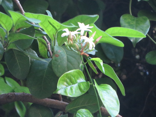 Gold Coast jasmine (Jasminum dichotomum)