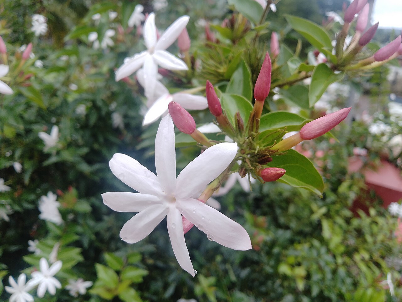 Gold Coast jasmine: Jasminium dichotomum, the Gold Coast jasmine, is a species of jasmine, in the family Oleaceae.