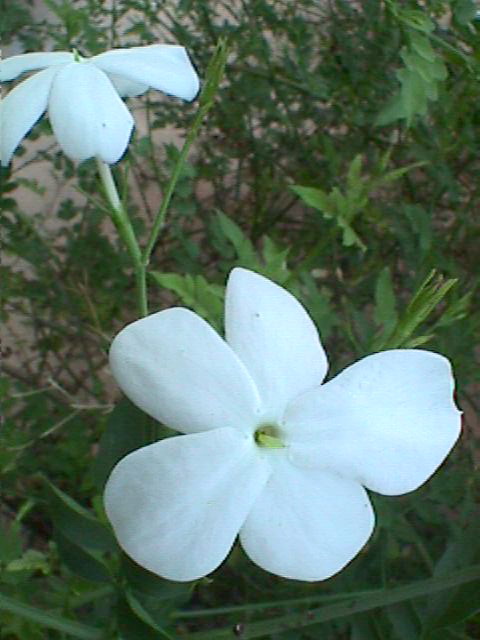 Spanish jasmine: Jasminum grandiflorum . Real Jardín Botánico de Madrid.