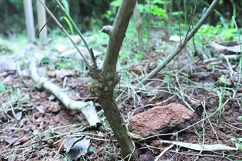 Spanish jasmine: This photo has been taken at Shobhavana, Moodbidri