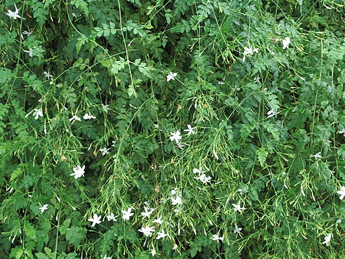 Spanish jasmine: *Description: jasmine Date:18-06-14 source:own work permission:own work Author: manavatha Other information Description: jasmine Date:18-06-14 source:own work p