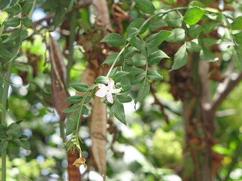 Spanish jasmine: Spanish jasmine ( Jasminum grandiflorum ) Flowers and leaves at Wailuku, Maui.
