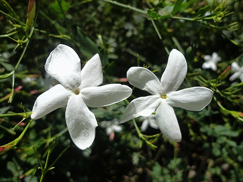 Spanish jasmine: Jasminum grandiflorum (Family: Oleaceae).