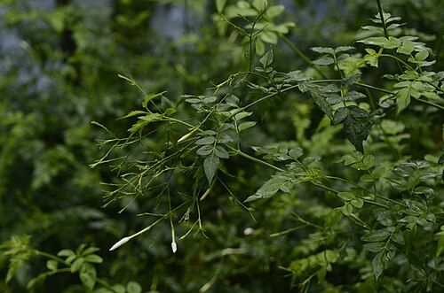 Spanish jasmine: Jasminum grandiflorum from Pattamadai, Tirunelveli District