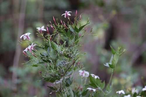 Spanish jasmine (Jasminum grandiflorum)