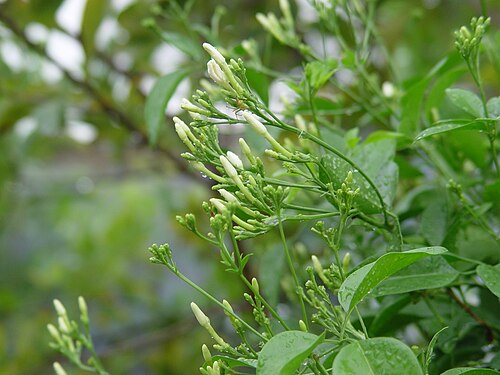 Spanish jasmine: GREEN LEAF