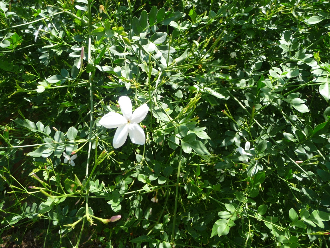 Spanish jasmine: Jasminum grandiflorum