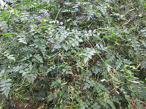 Spanish jasmine: Jasminum grandiflorum പിച്ചകം പിച്ചി
