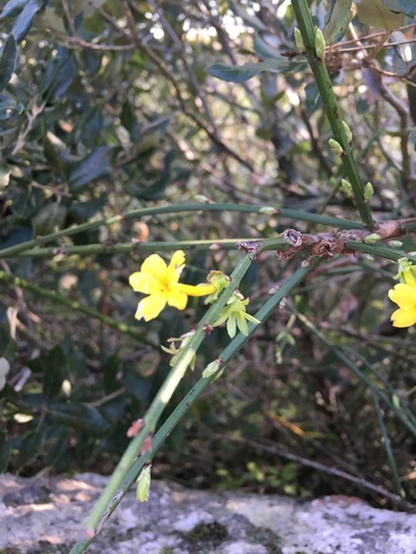 Winter jasmine (Jasminum nudiflorum)