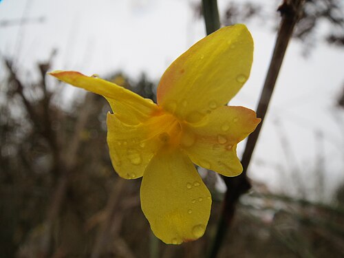 Winter jasmine: Forsythie ( Forsythia × intermedia ) Jasminum nudiflorum in Hockenheim