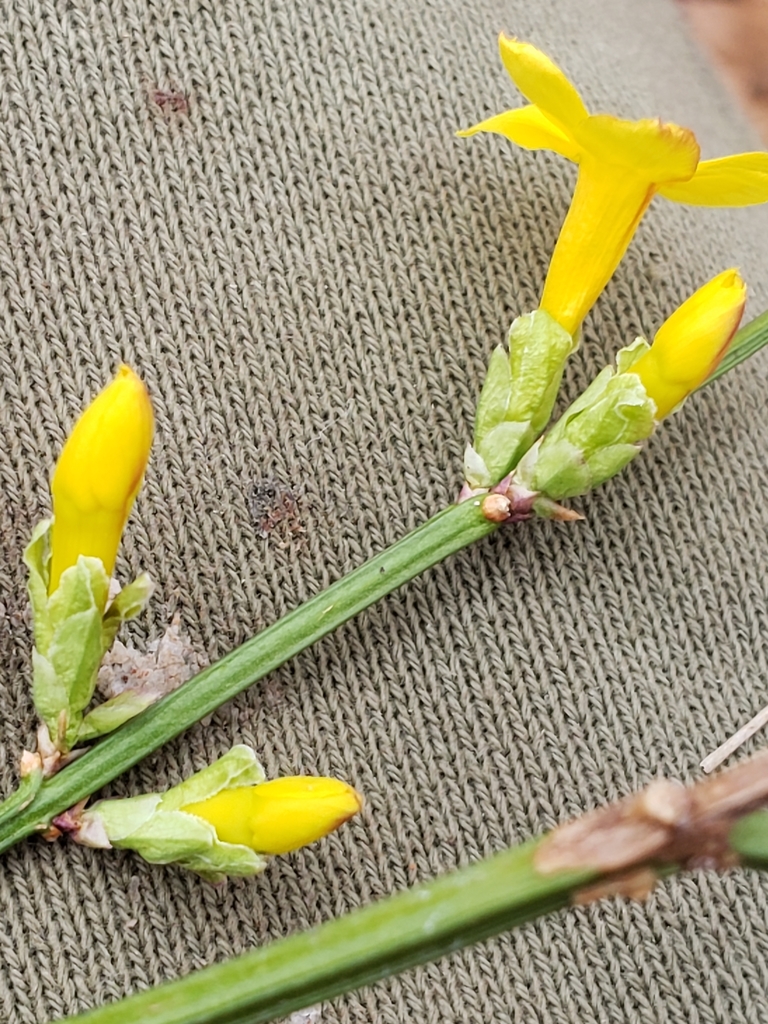 Winter jasmine (Jasminum nudiflorum)