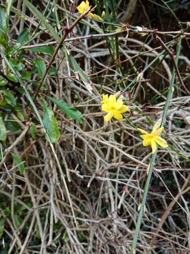 Winter jasmine (Jasminum nudiflorum)
