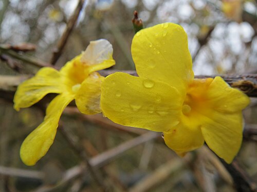 Winter jasmine: Forsythie ( Forsythia × intermedia ) Jasminum nudiflorum in Hockenheim