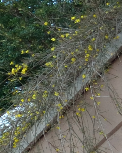 Winter jasmine (Jasminum nudiflorum)